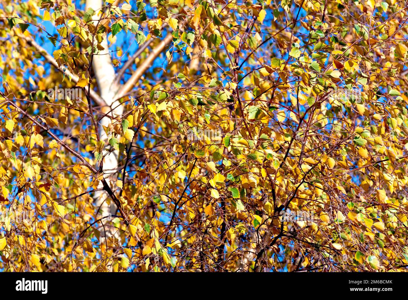 Silver Birch (betula pendula), showing the uppermost branches and trunk of a tree, the leaves having turned yellow in the autumn. Stock Photo