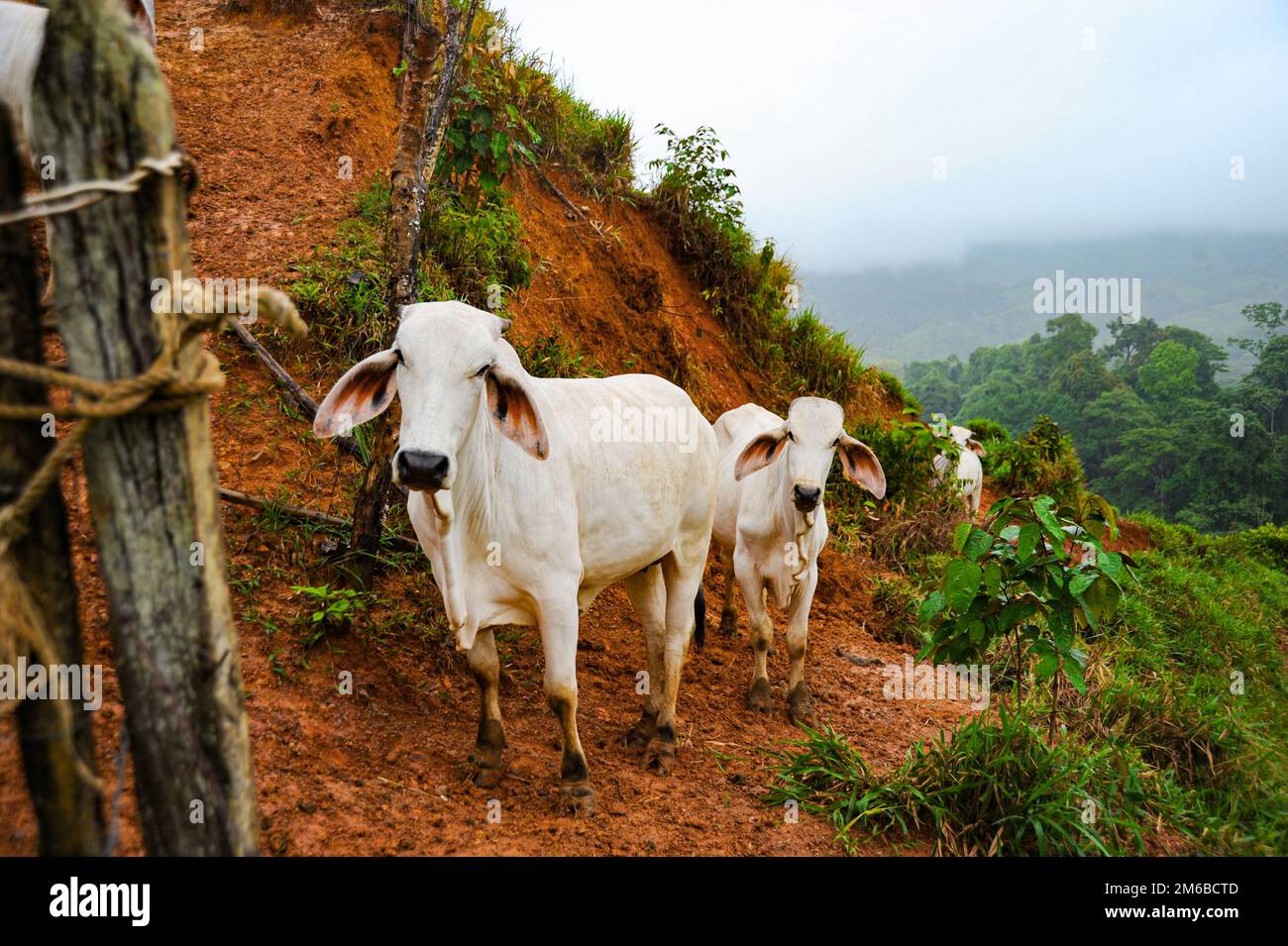 White Zebu cattle walking in line on a Costa Rican hillside Stock Photo