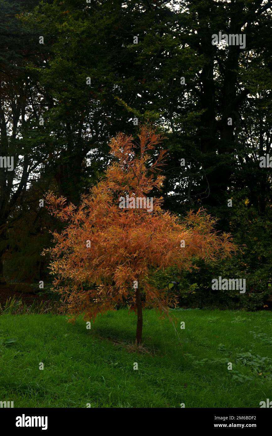 Autumn Trees Stock Photo