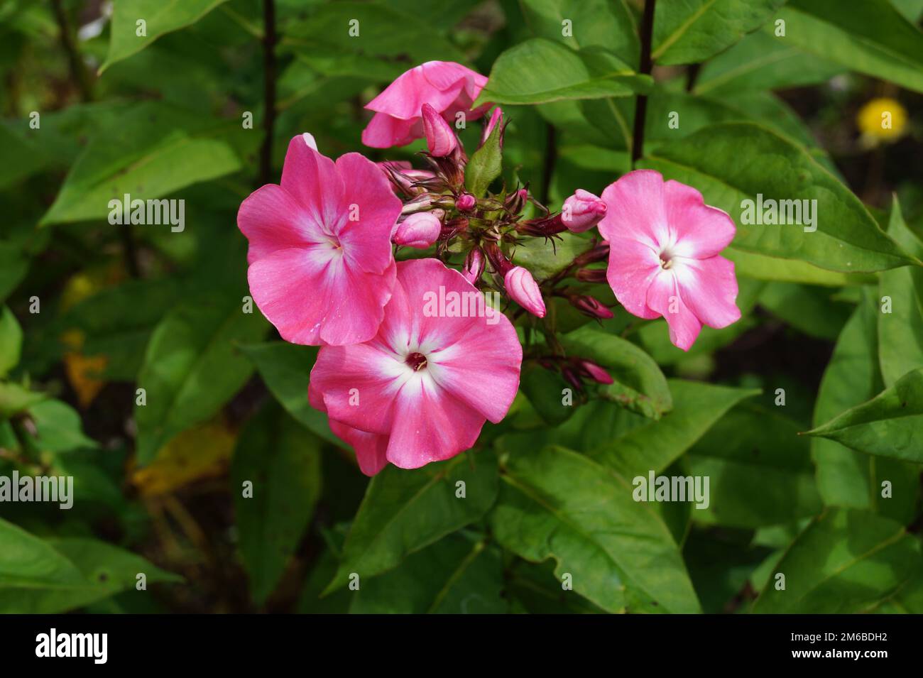 red flowers of flame flower, phlox, in garden Stock Photo
