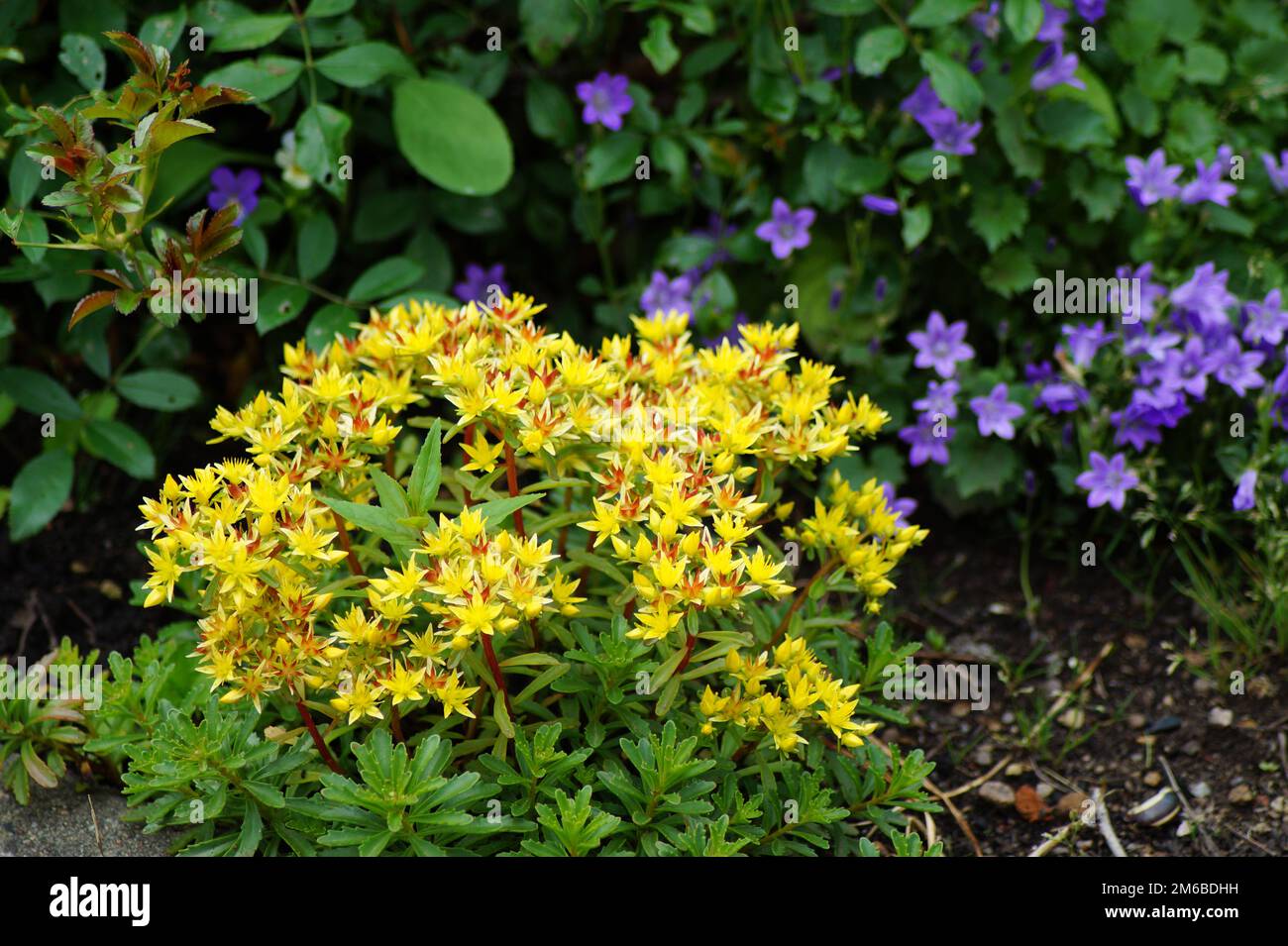 beautiful sedum blooming in the garden Stock Photo