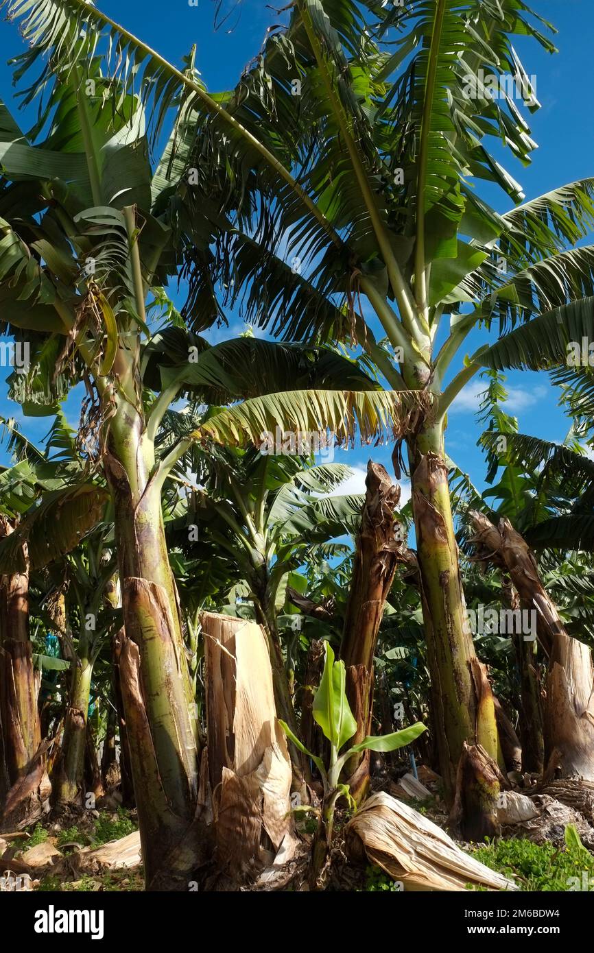 Banana plantation, La Palma Stock Photo