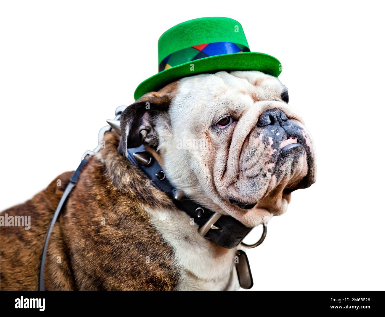 English Bulldog and Berliner, streamers Stock Photo - Alamy