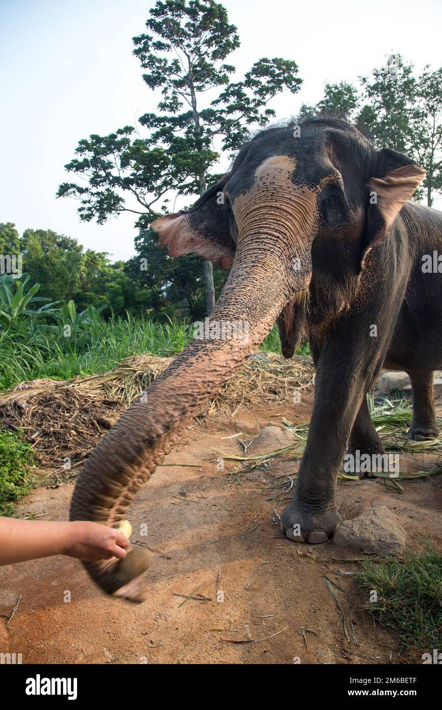 Feeding an elephant Stock Photo - Alamy