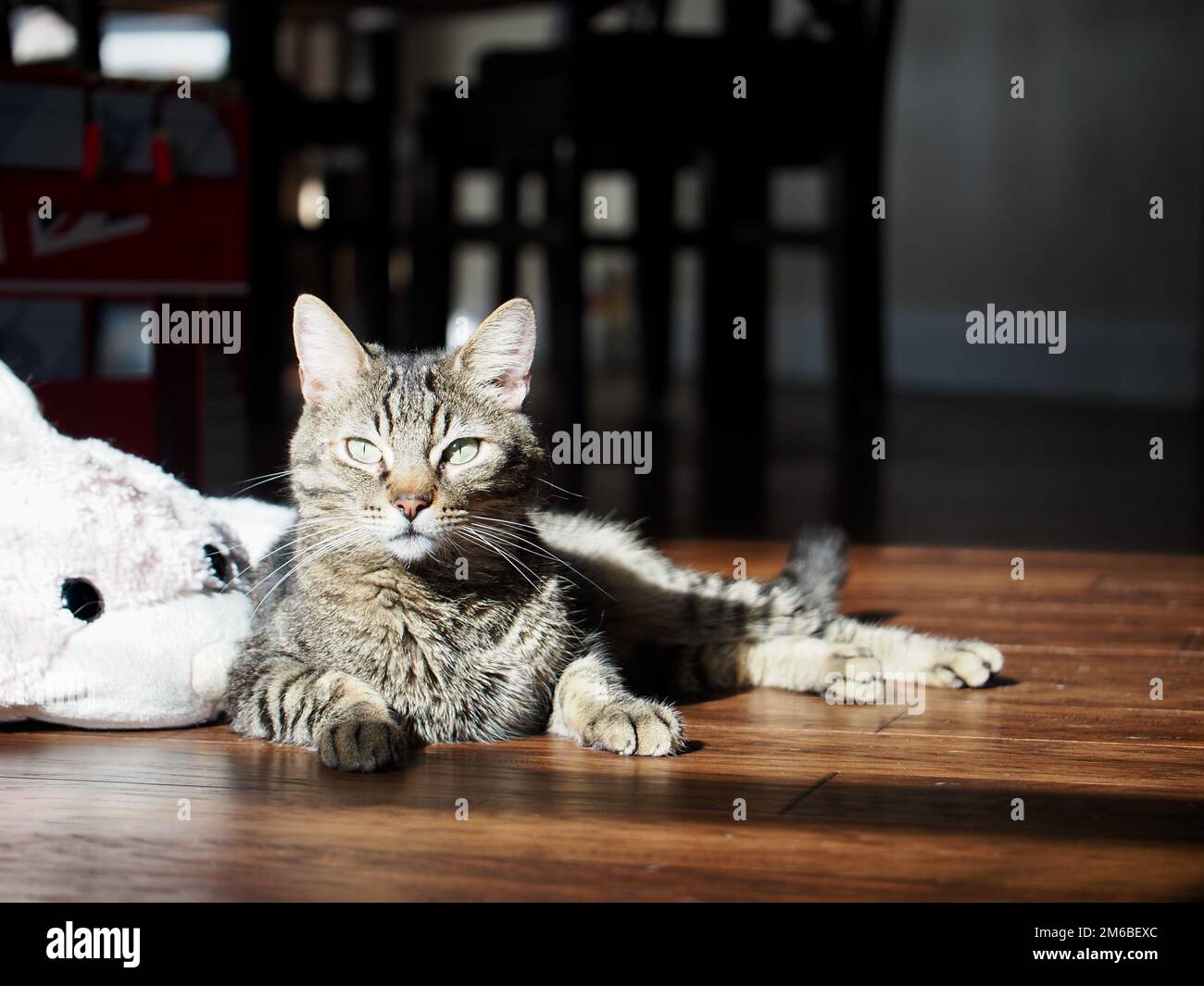 Morphy the tabby cat sunbathing Stock Photo - Alamy