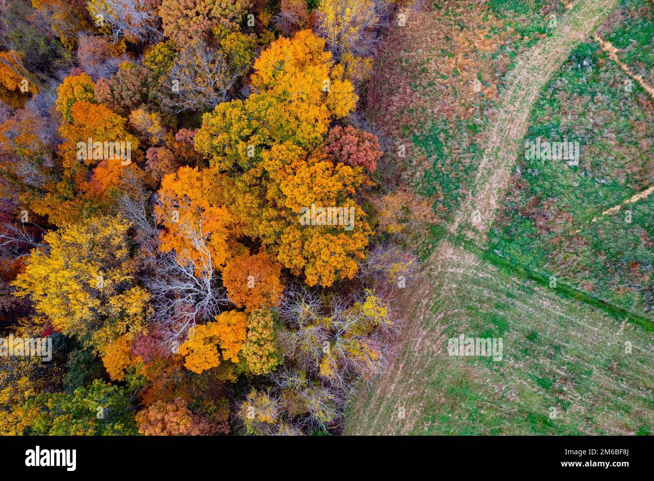 An aerial shot of fall foliage in a forest Stock Photo - Alamy