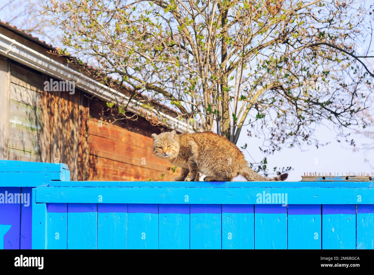 Red cat sitting on the blue fence Stock Photo - Alamy