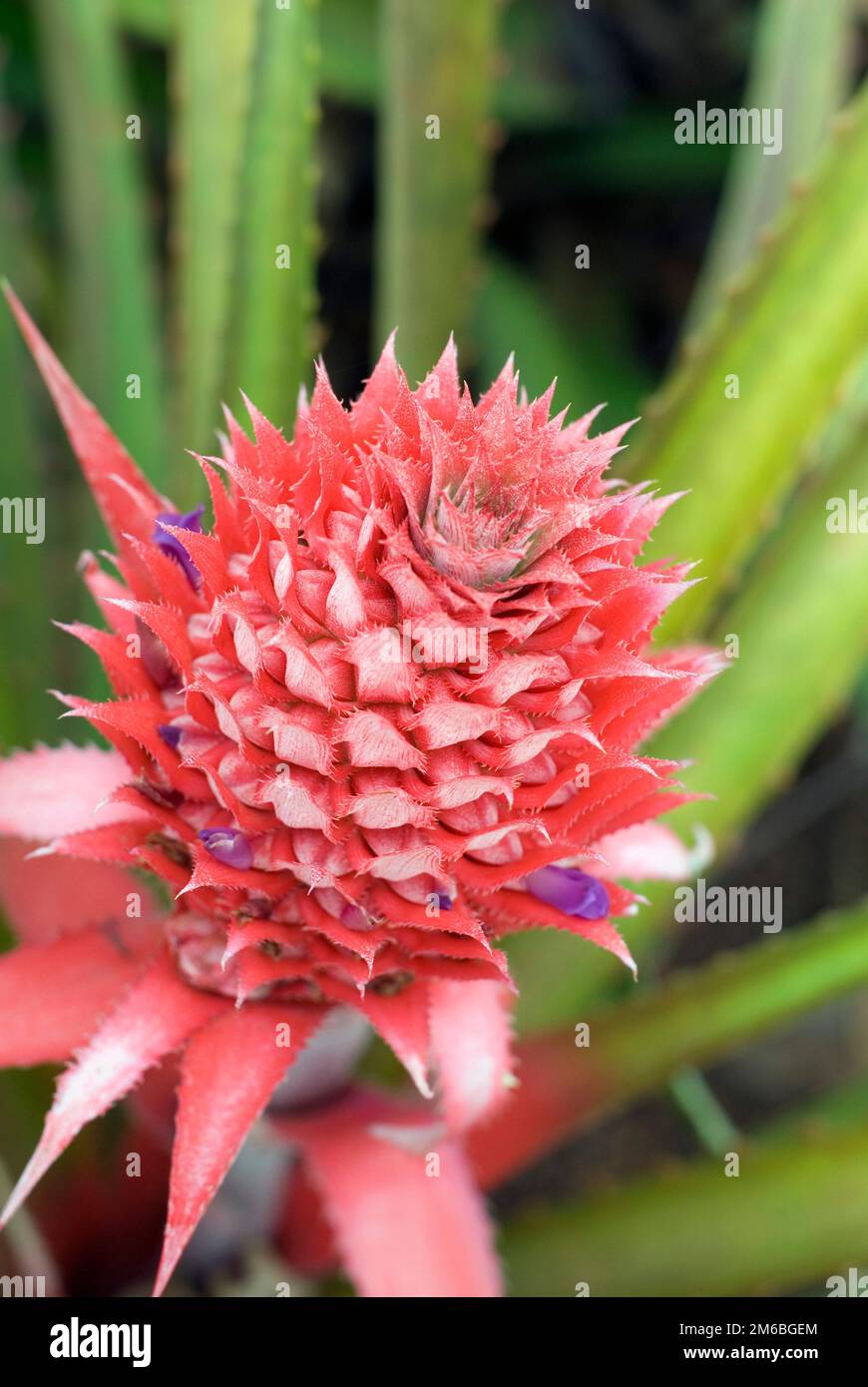flowering pineapple growing on a pineapple plantation on hawaii Stock