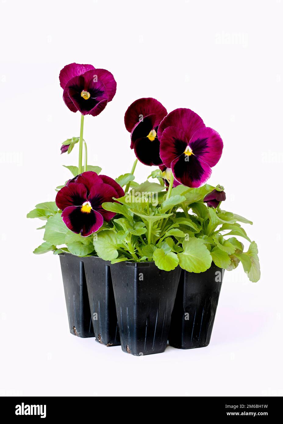 A pack of magenta colored pansy transplants. Stock Photo