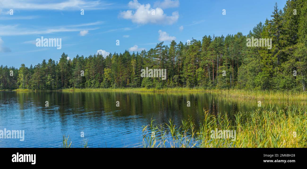 Beautiful forest lake in Russia. Panoramic view of beautiful lake landscape in Pskov region, Russia. Stock Photo