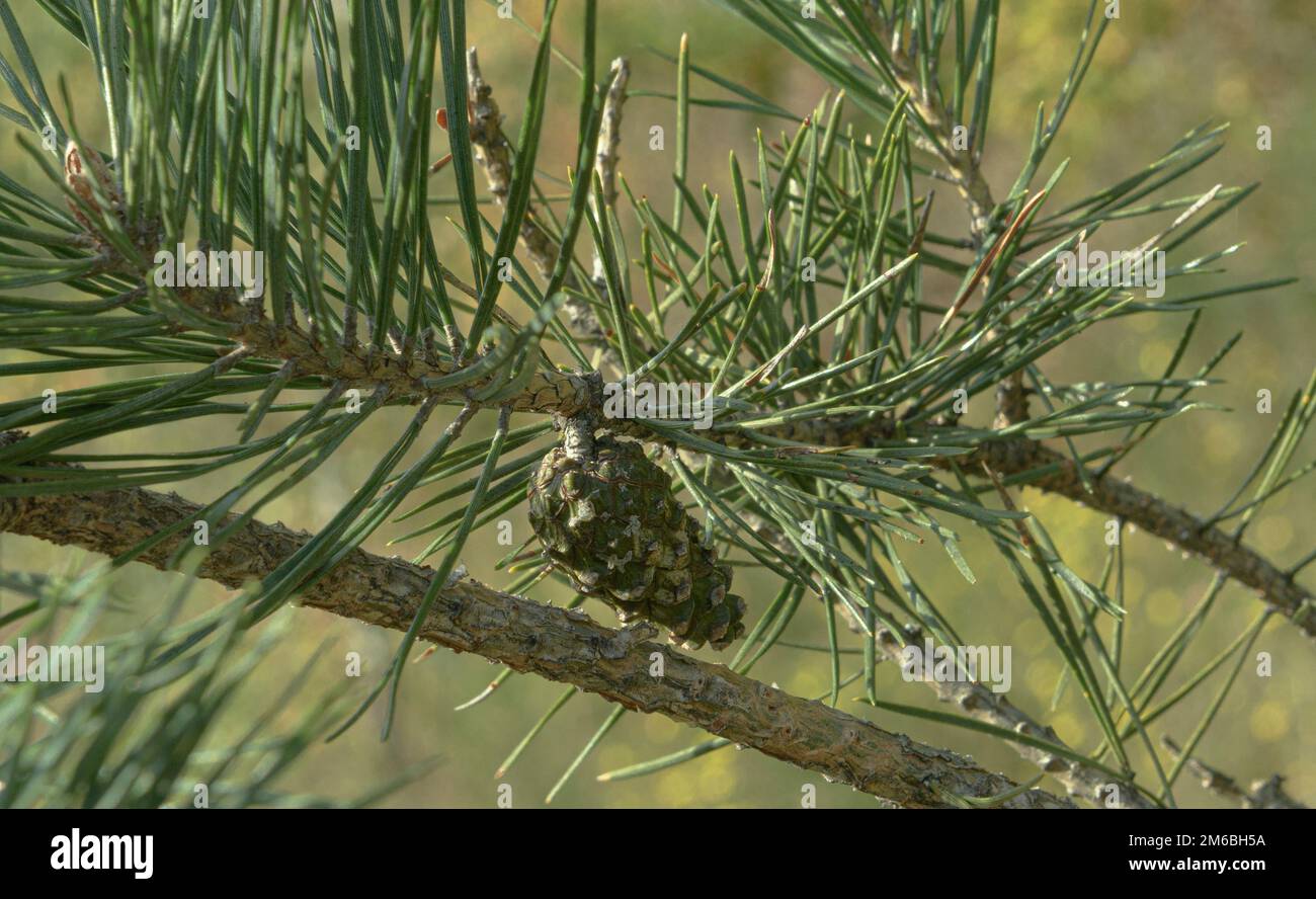 Scotch pine fruit and branches Stock Photo