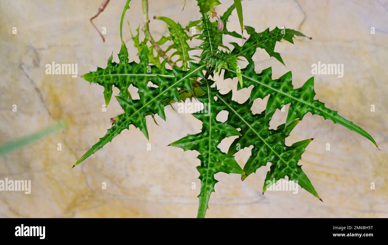 The texture of the thistle is like a green web of succulent prickly leaves against the background of the wall. Stock Photo
