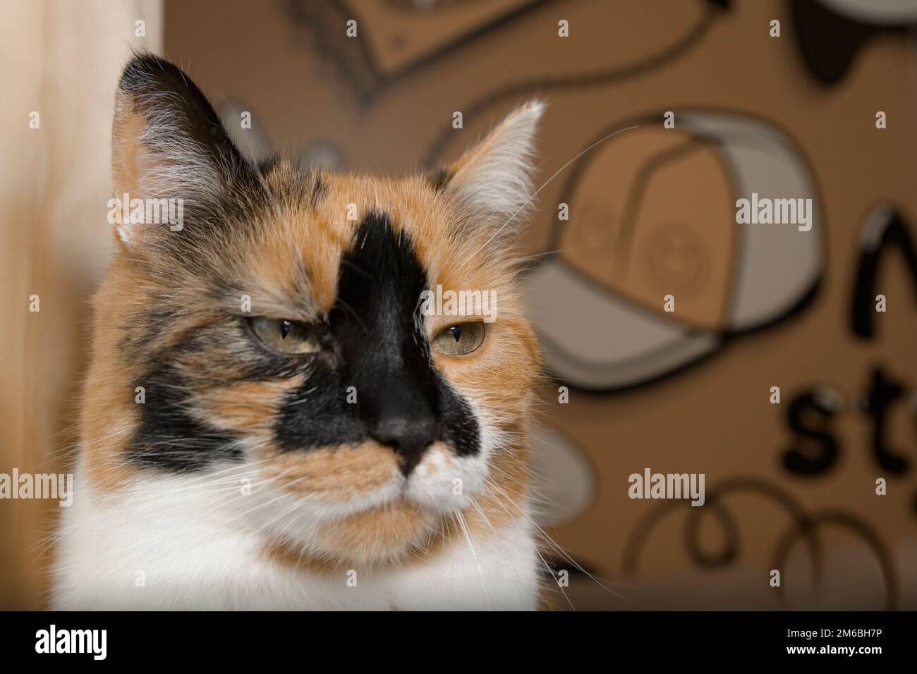 Serious cat, black white red Stock Photo
