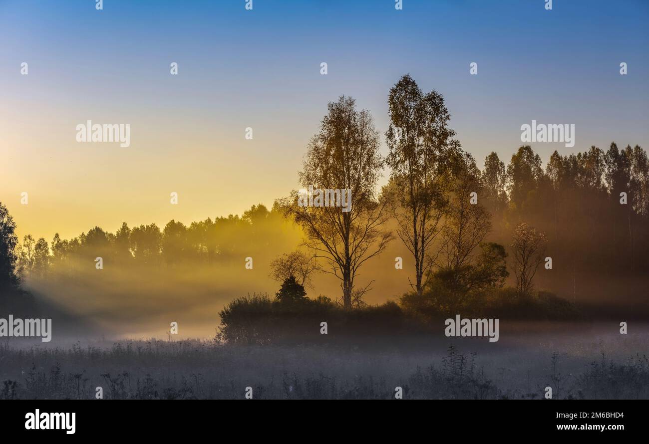 Autumn fog in morning. Sunrise misty forest landscape. Pskov region, Russia. Stock Photo