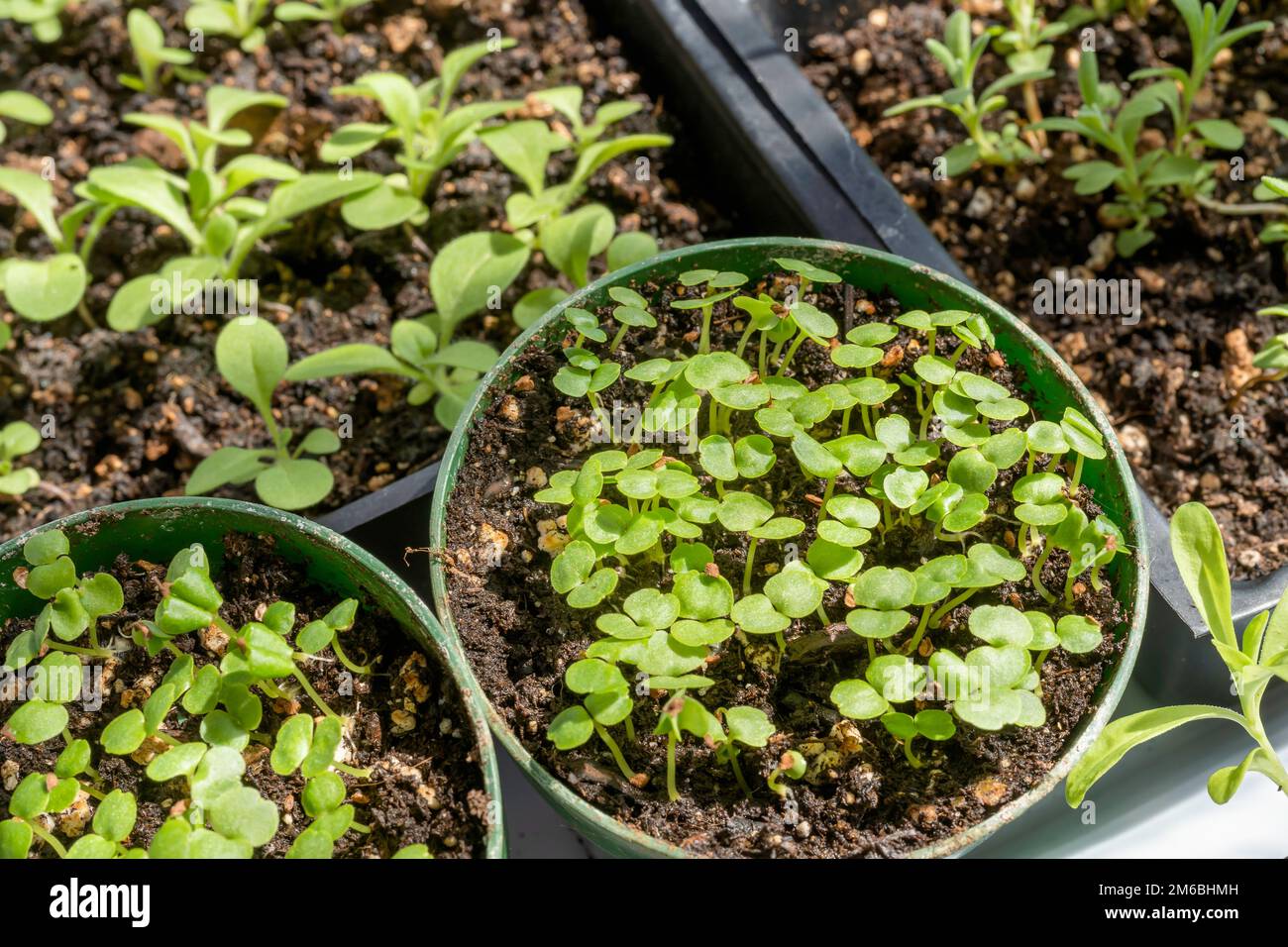 Tiny impatiens seedling ready to transplant into larger pots. Stock Photo