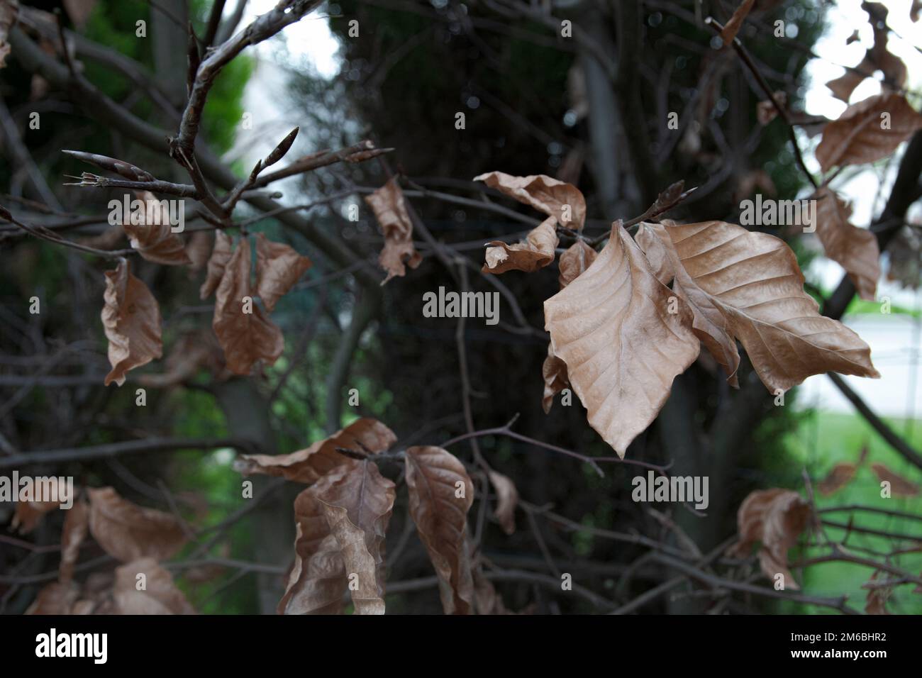 Copper Beech (Fagus sylvatica atropurpurea) fallen leaves Stock Photo