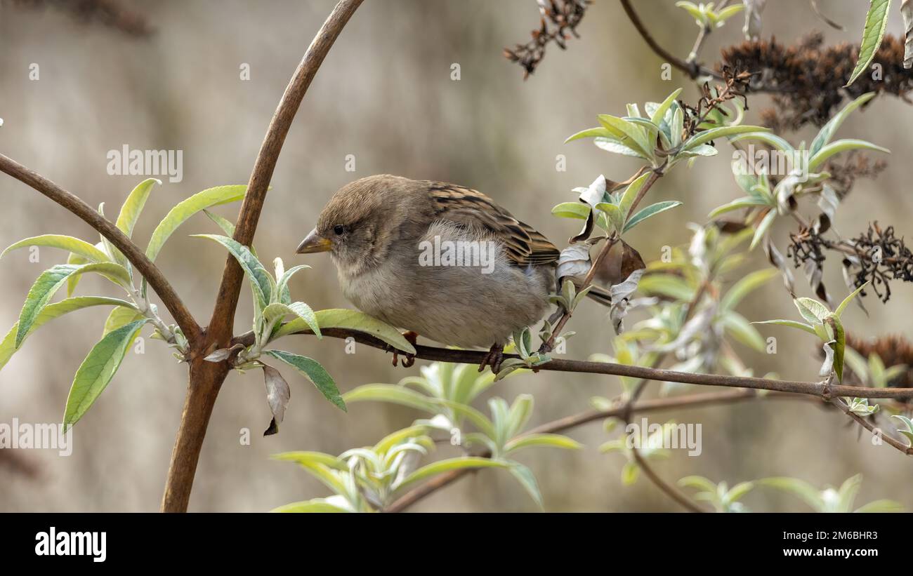 Haussperling im Flieder / House sparrow Stock Photo