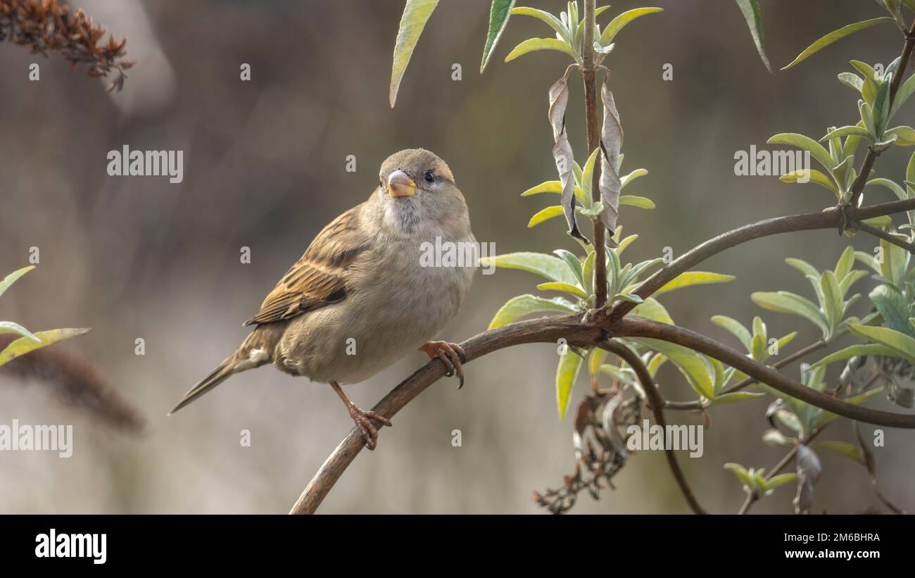 Haussperling im Flieder / House sparrow Stock Photo