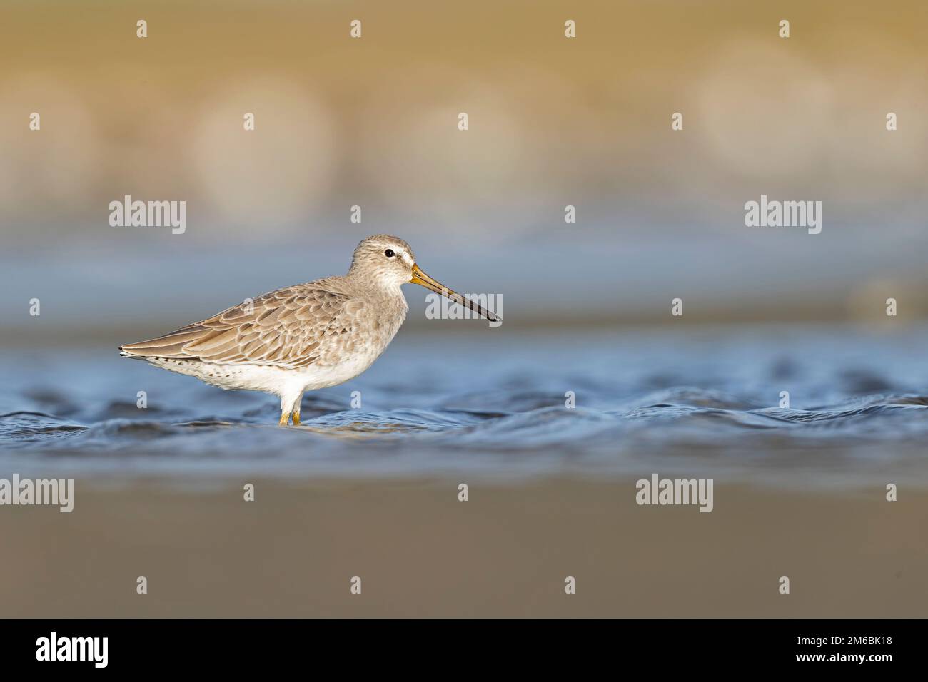 Short-billed dowitcher (Limnodromus griseus) foraging on mud flats in Texas. Stock Photo