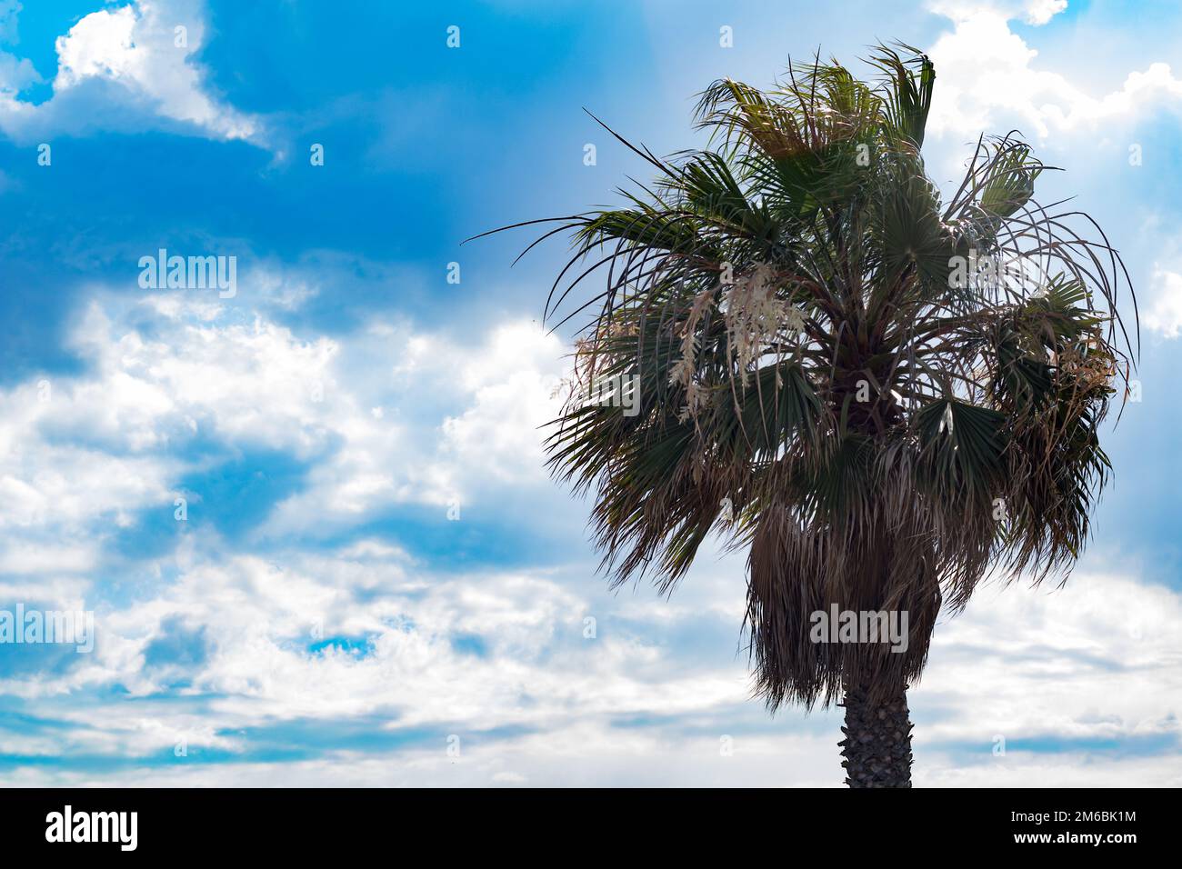 Palm tree against sunny blue sky with clouds Stock Photo - Alamy