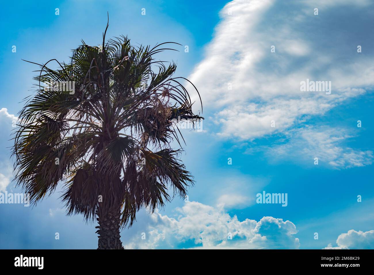 Palm tree against sunny blue sky with clouds Stock Photo - Alamy