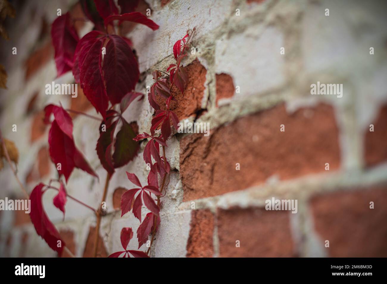 Red leaves of wild grapes near an old wall Stock Photo