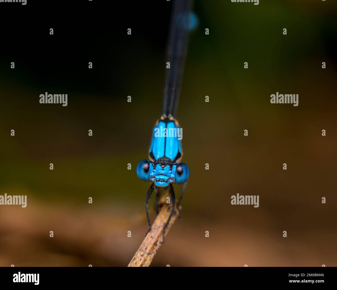 Damselfly detail hi-res stock photography and images - Alamy