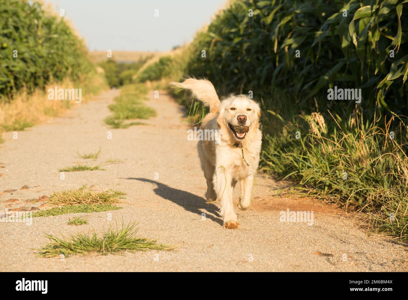 Golden Retriever on Gravel Road in Corn Fields Stock Photo