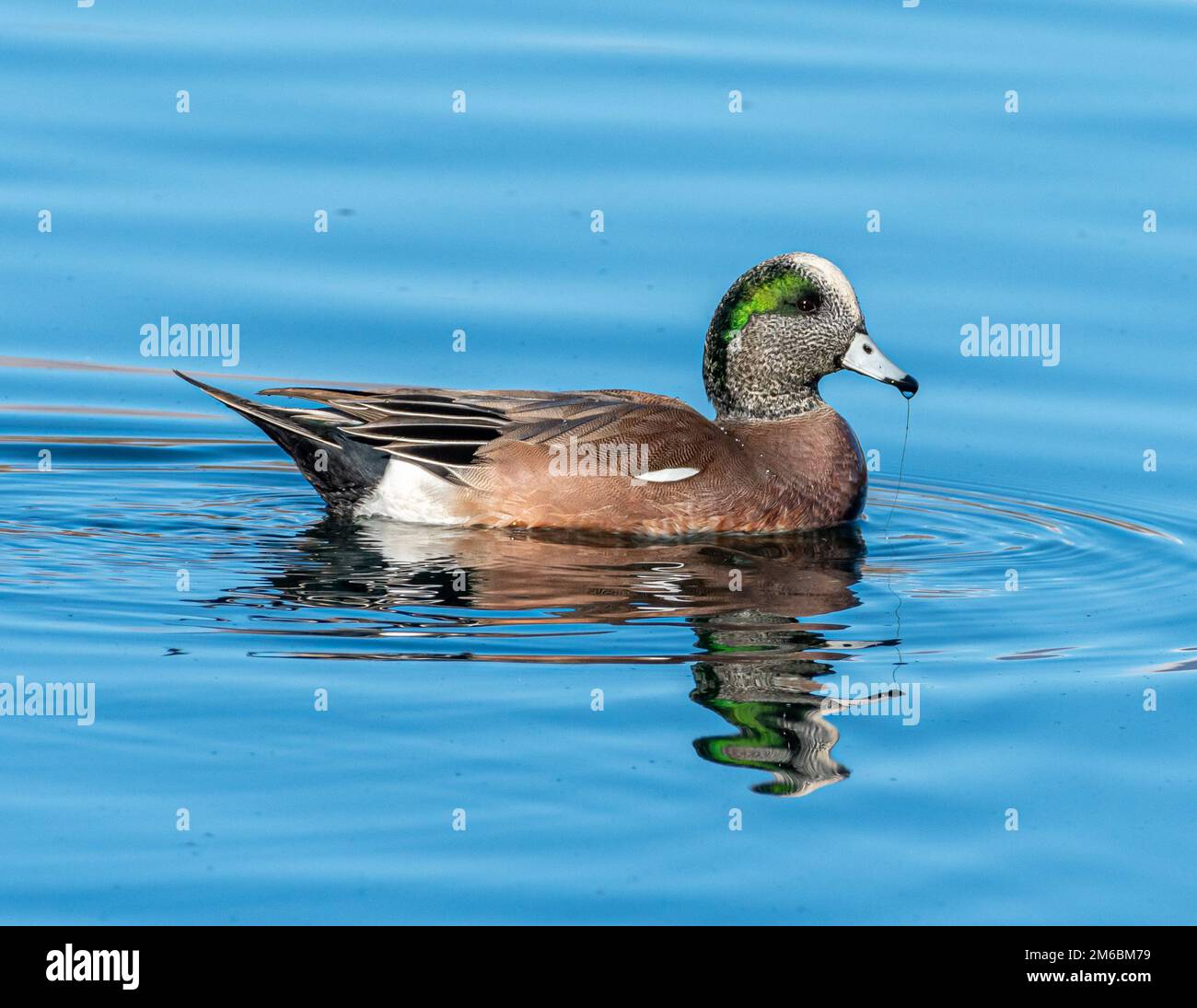 A beautiful drake American Wigeon duck swims and feeds in a Colorado pond. Stock Photo