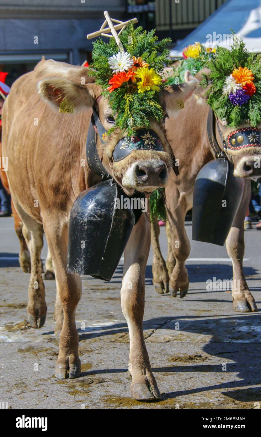 Almabzug - ceremonial driving down the cattle from the mountain pastures into the valley in autumn in SchÃ¼pfheim, Switzerland Stock Photo
