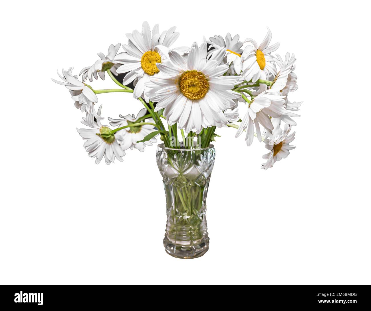 カシニョール 、【BUNCH OF FLOWERS IN MEADOW】 Wildflowers Blooming in Mountain Meadow at Sunrise with