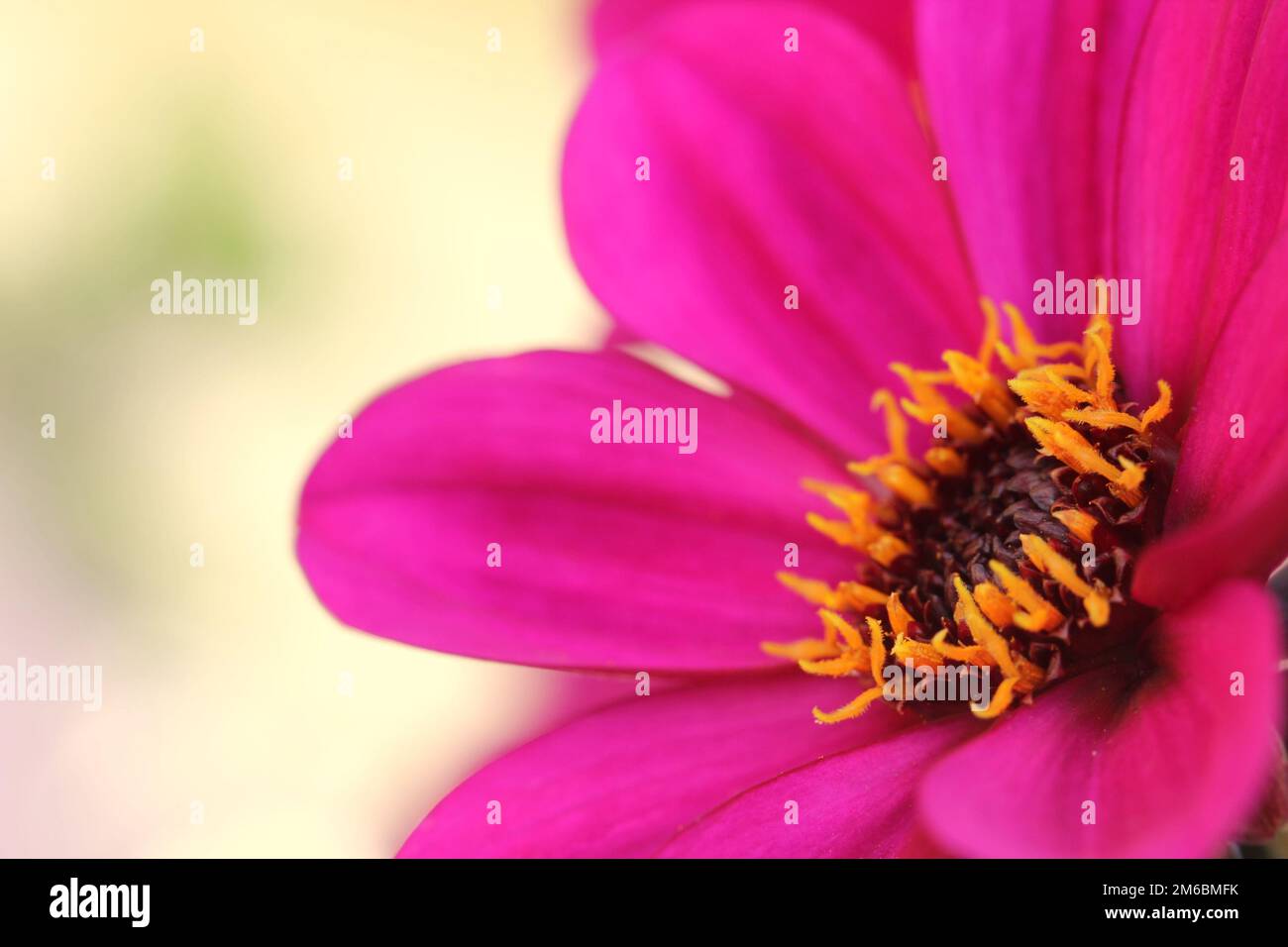 Purple dahlia flowers Stock Photo - Alamy