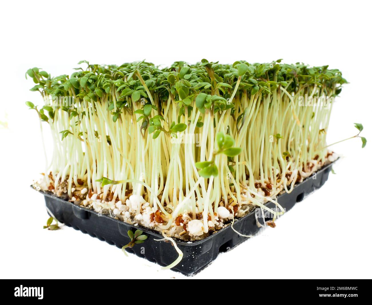Watercress plants growing in a little black tray, towards white Stock Photo