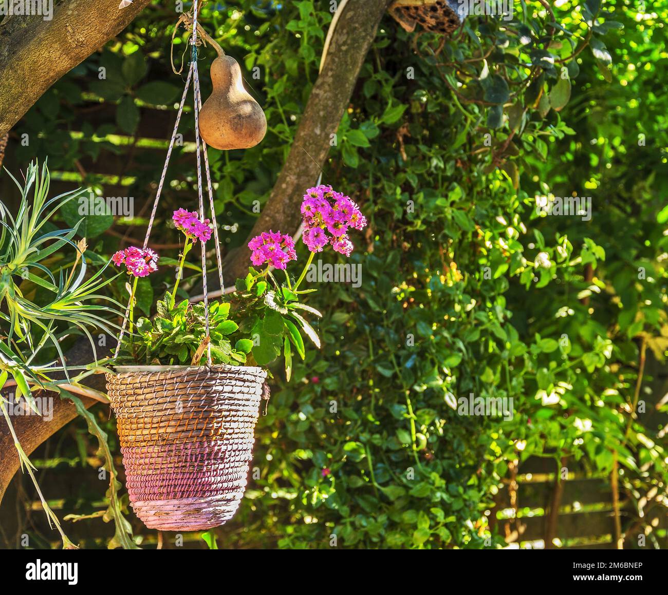 Flower pot, wrapped a rope of pink flowers hanging on the tree Stock ...