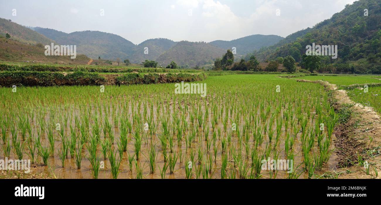 Myanmar Rural Rice Rice fields in myanmar Stock Photo - Alamy