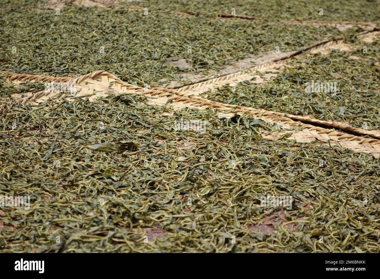 Drying tea leaves Stock Photo Alamy