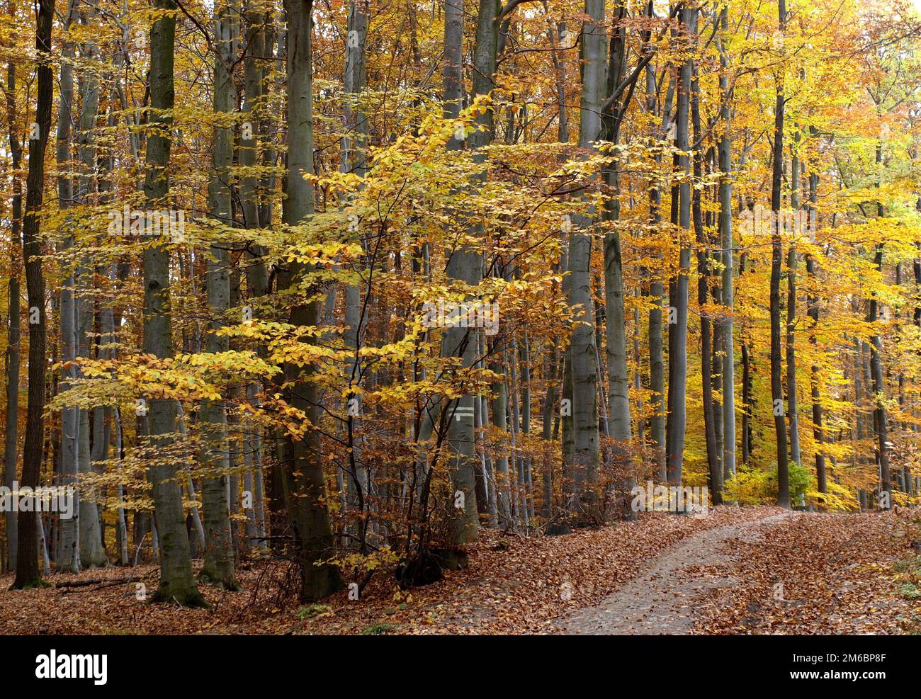 Fall in forest hi-res stock photography and images - Alamy