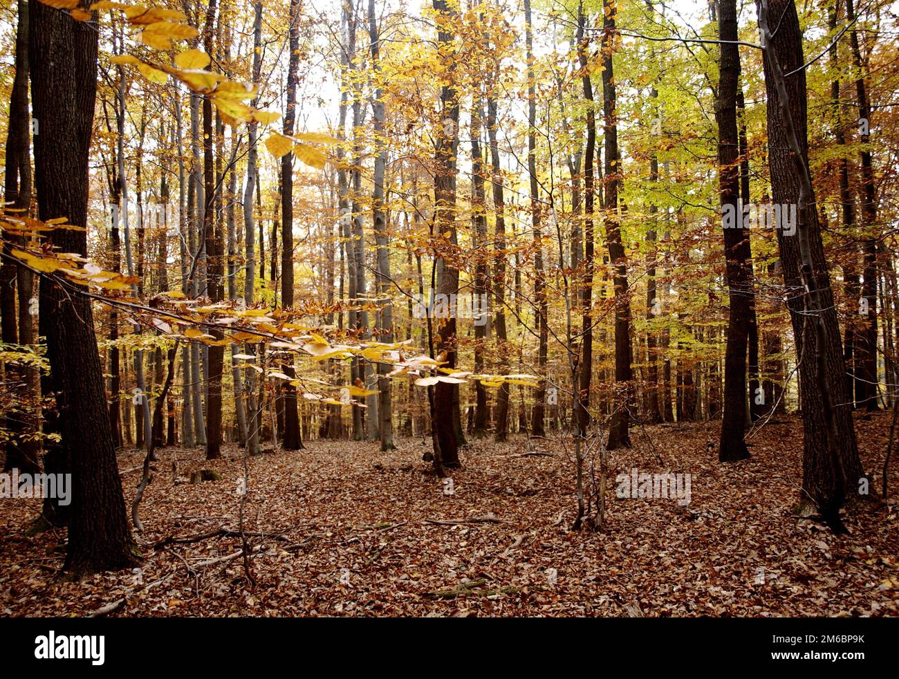 Fall in forest hi-res stock photography and images - Alamy