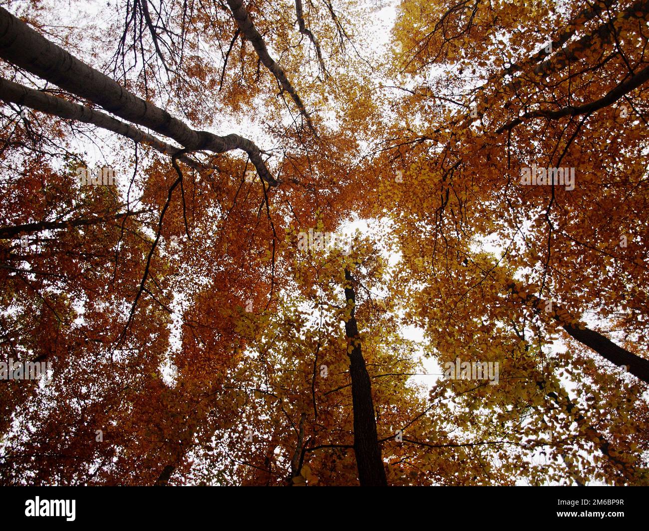 Fall in forest hi-res stock photography and images - Alamy