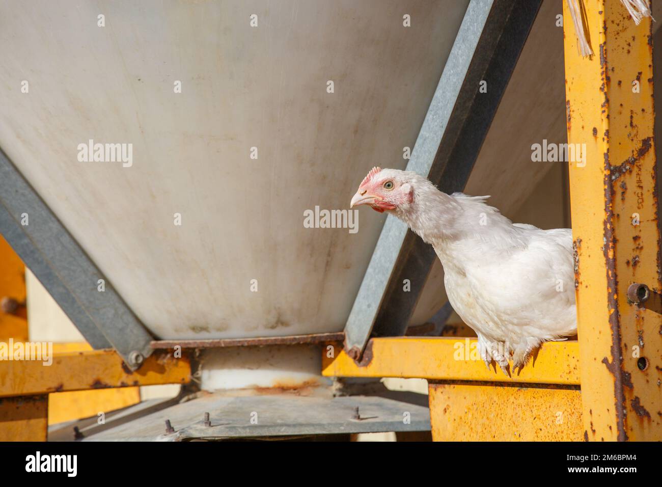 Rooster hen house hi-res stock photography and images - Page 3 - Alamy