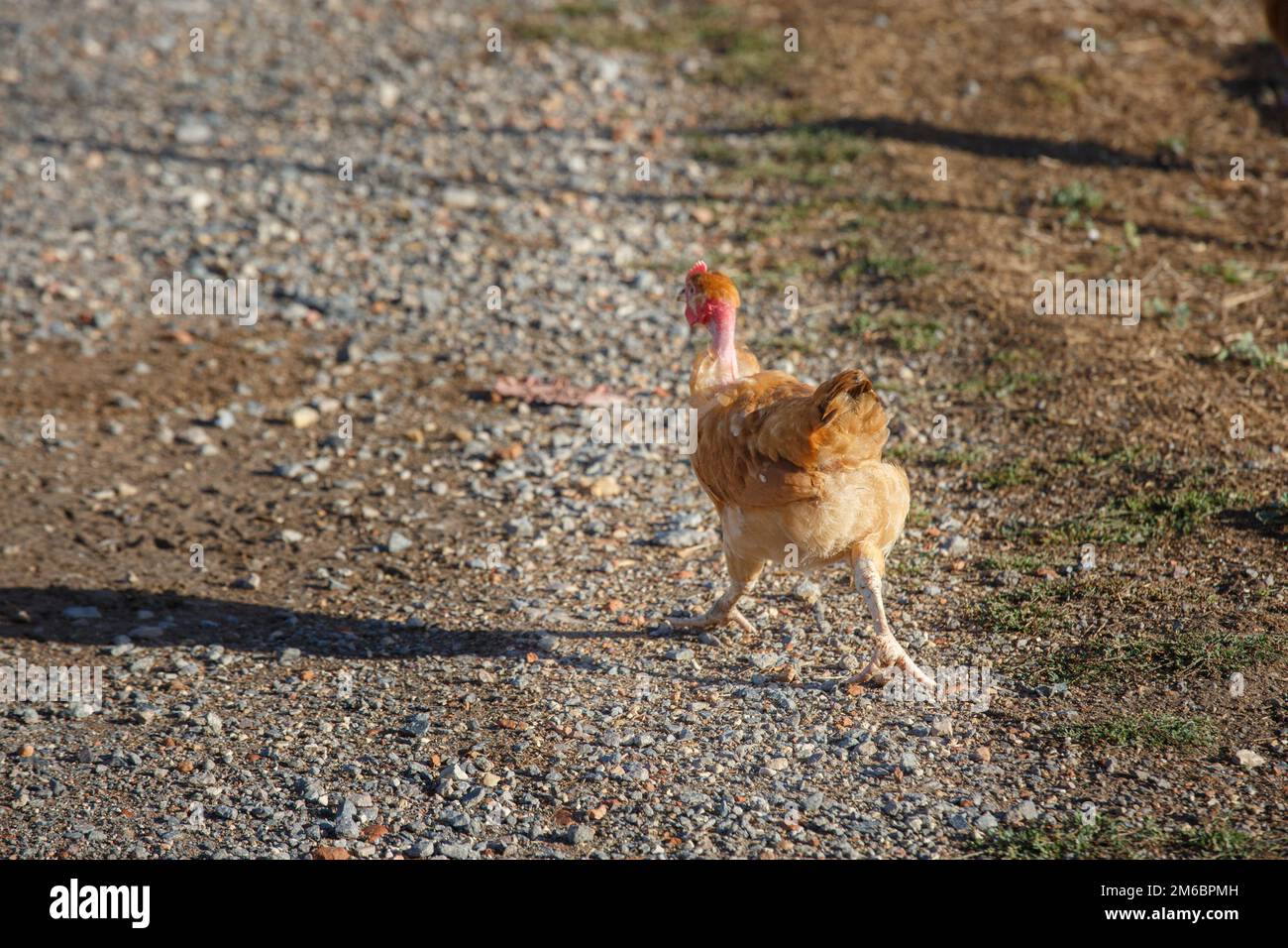 Closeup on chicken running freely in a lush green paddock Stock Photo