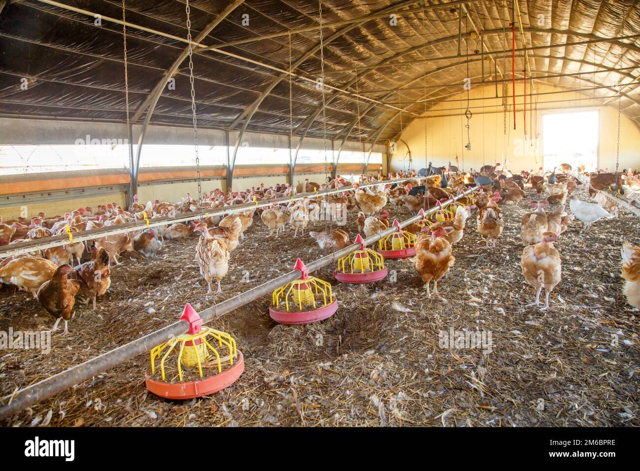 Organic chicken breeding in their shelters Stock Photo Alamy
