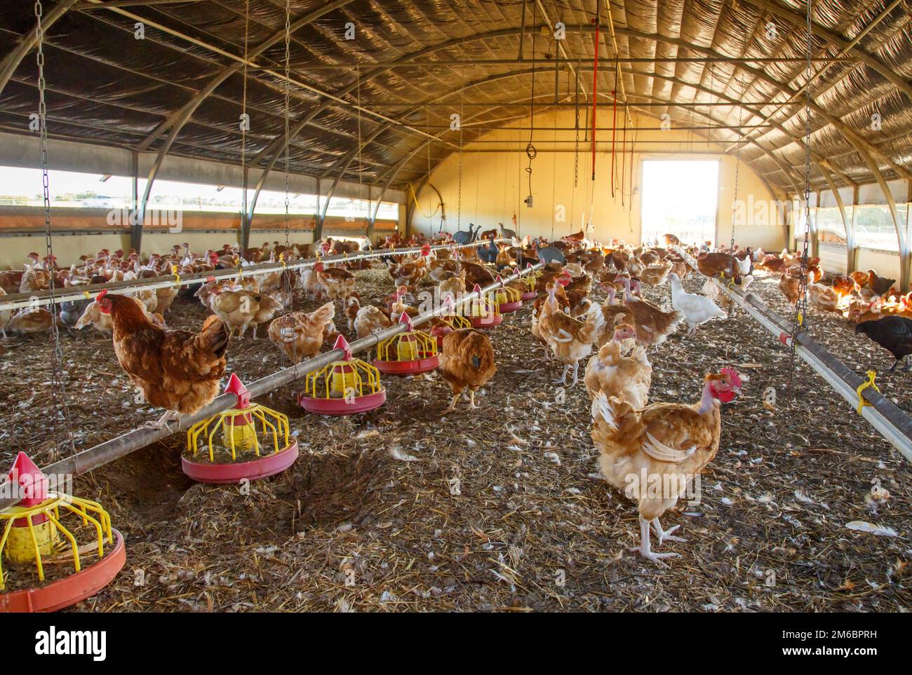 organic-chicken-breeding-in-their-shelters-stock-photo-alamy