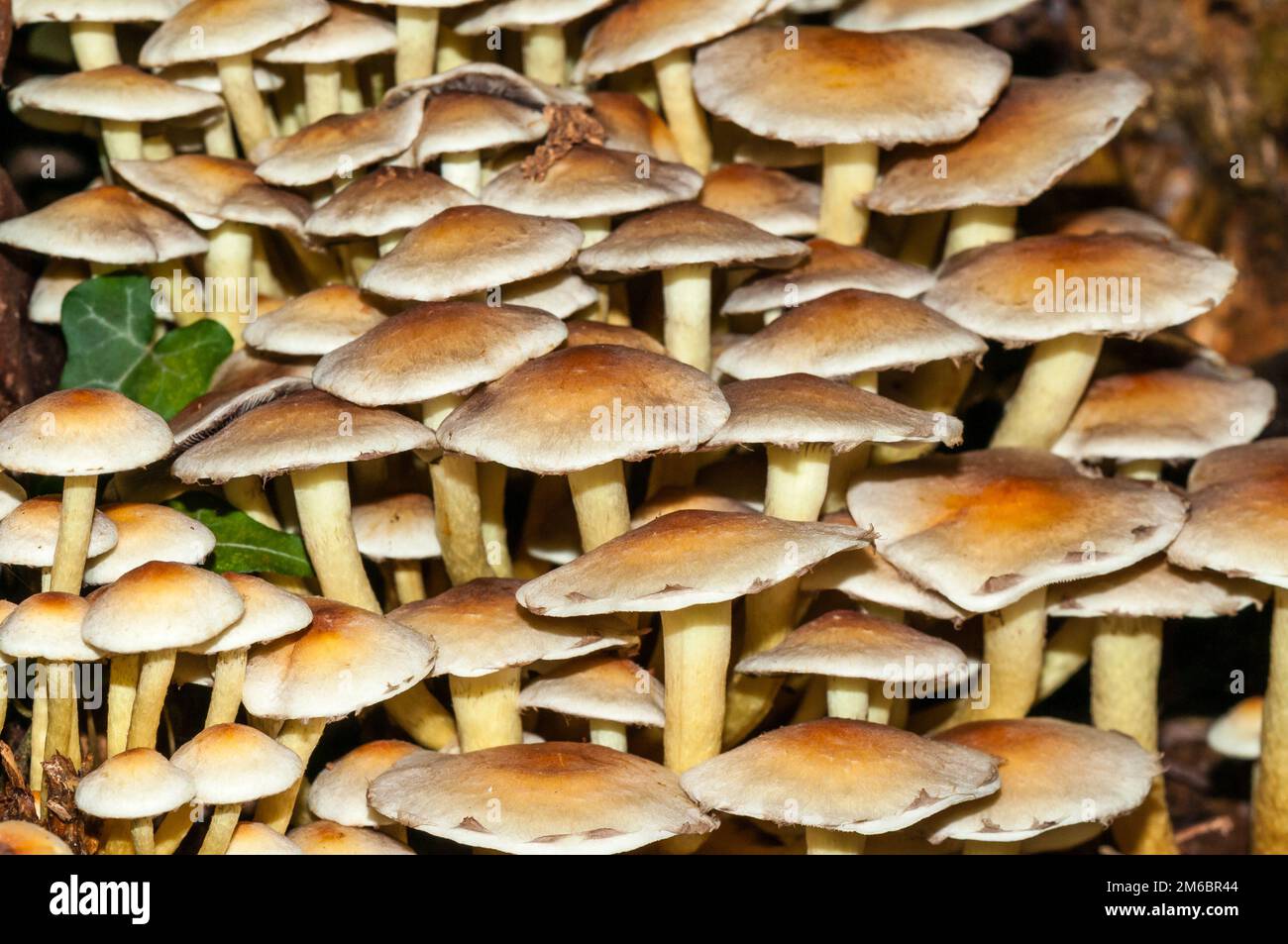 clustered woodlover, Hypholoma fasciculare, Catalonia, Spain Stock Photo