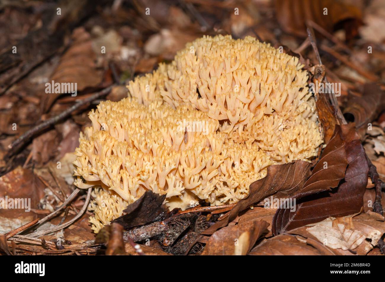 pink coral fungus, Ramaria formosa, Catalonia, Spain Stock Photo