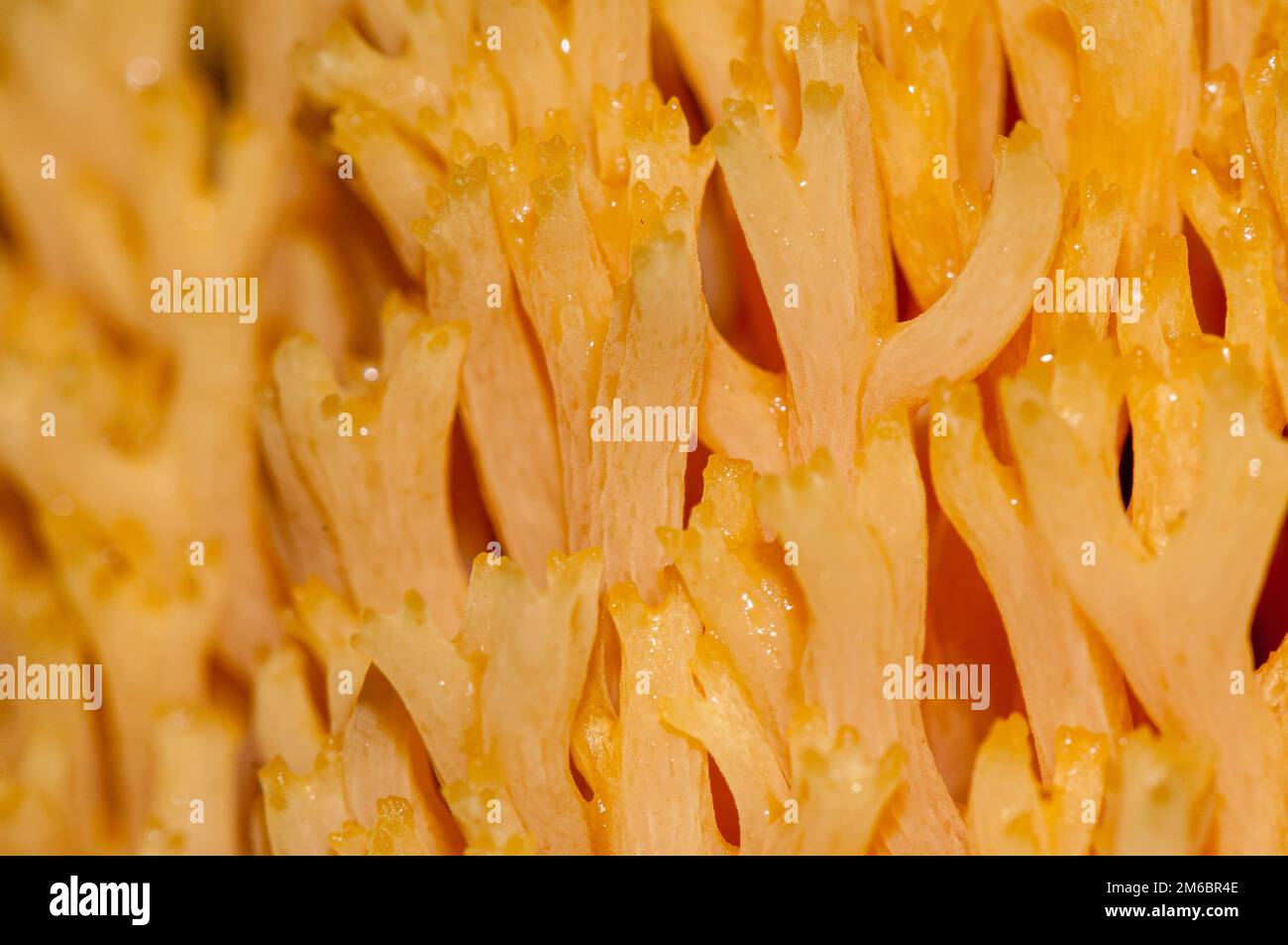 detail, pink coral fungus, Ramaria formosa, Catalonia, Spain Stock Photo