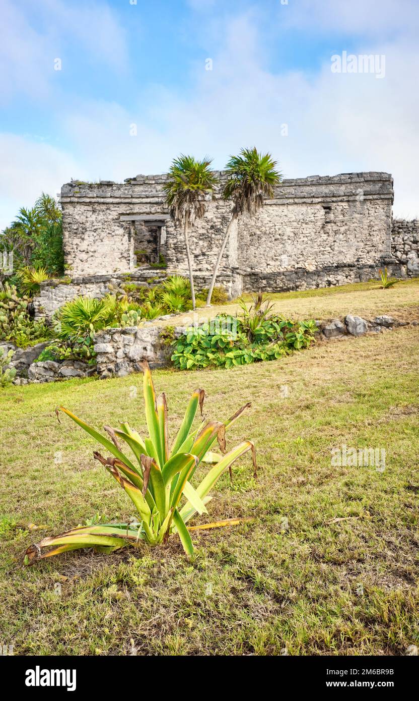 Tulum, pre Columbian Mayan city, selective front focus on the plant, Yucatan, Mexico. Stock Photo