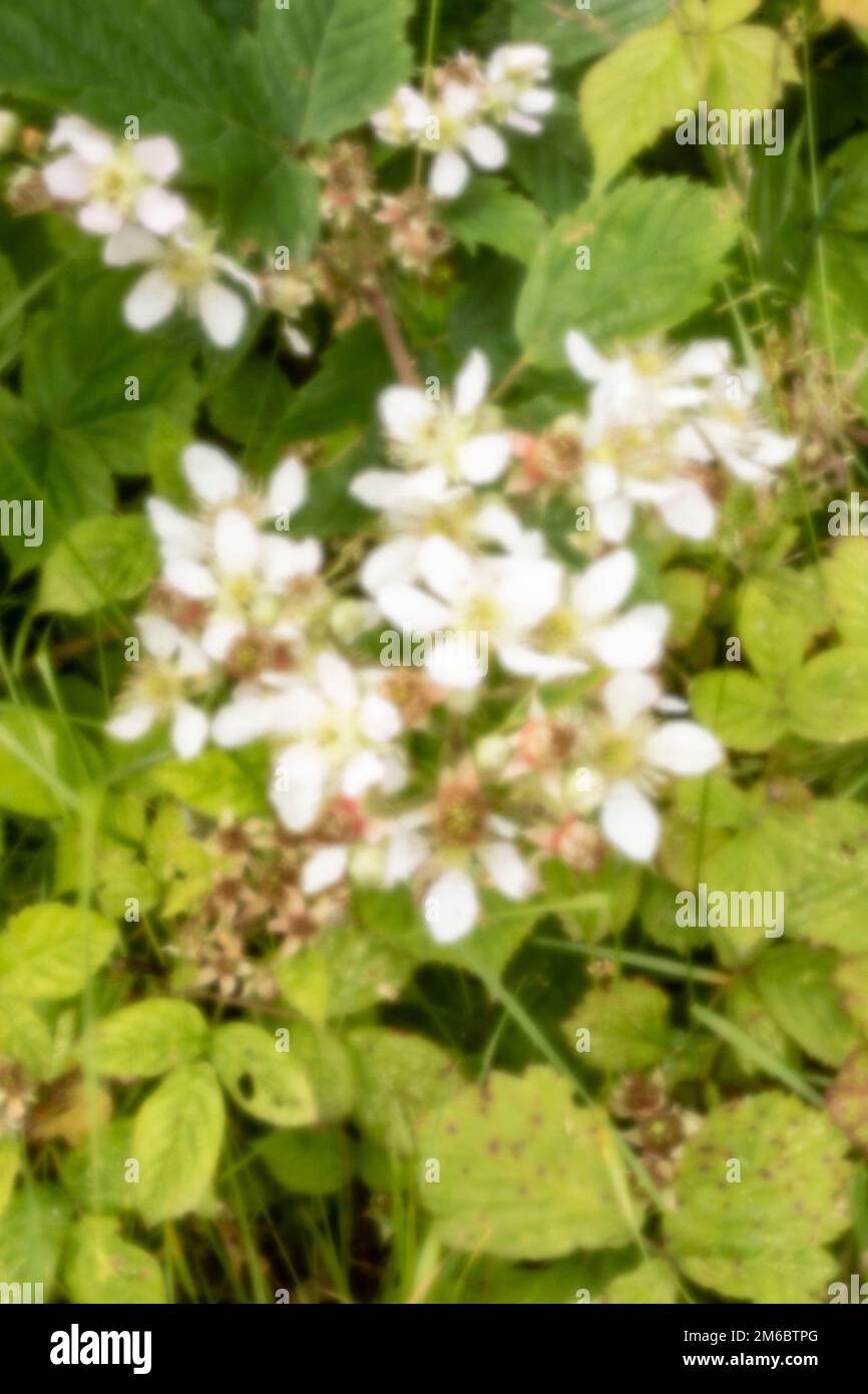 New, Age-defying, digital age, lensless, stand-out, high resolution, natural, close up pinhole image of Hedgerow flowers in their environment Stock Photo