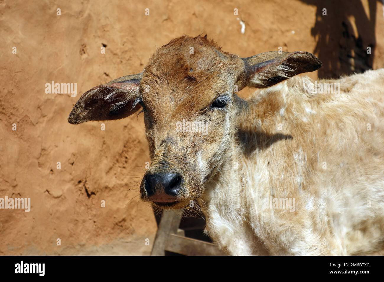 Young cattle standing staring Stock Photo