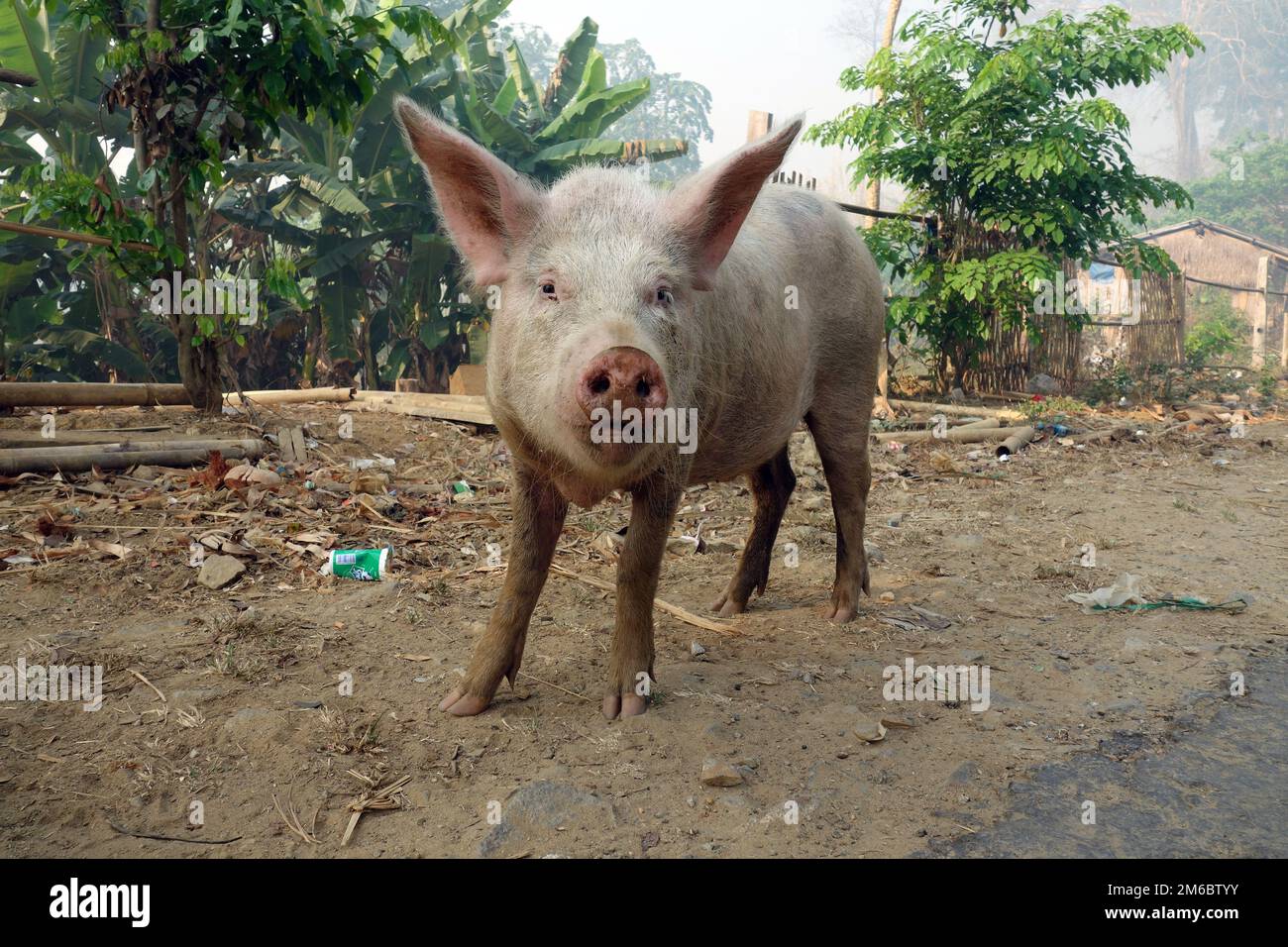 Small funny piglet, looking, animal pig nose Stock Photo - Alamy